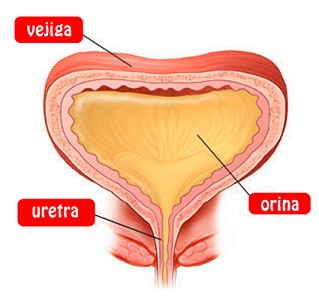 No dices Puede estallar su vejiga por aguantarla demasiado tiempo 2.jpg
