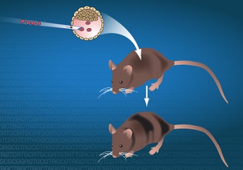 como protege el ejercicio regular contra el deterioro mental 5.jpg