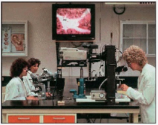 Folato versus ácido fólico 5.jpg