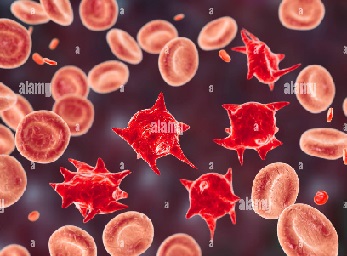 Folato versus ácido fólico 6.jpg