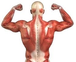 El ejercicio ayuda al corazón de muchas maneras 6.jpg