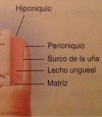 2 Es tan malo morderse las uñas.jpg