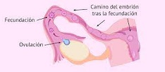 12 Prevención del cáncer de ovario Deberían las mujeres plantearse la extirpación de las trompas de Falopio.jpg