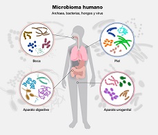 2 Afectan nuestros microbios a nuestro comportamiento.jpg